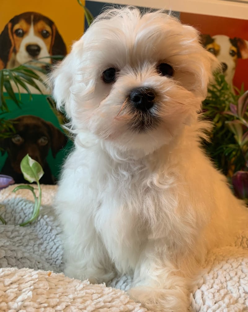 AZEREL, mâle né le 04/11/2025 LOF