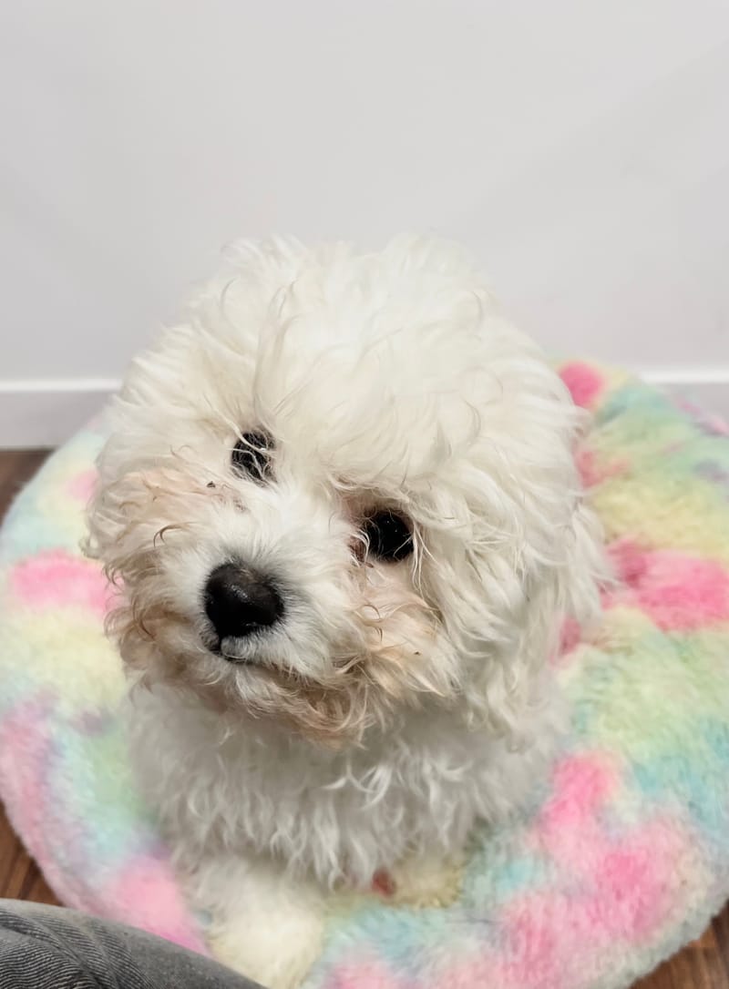 Aldo mâle né le: 01/09/2025 (LOF)