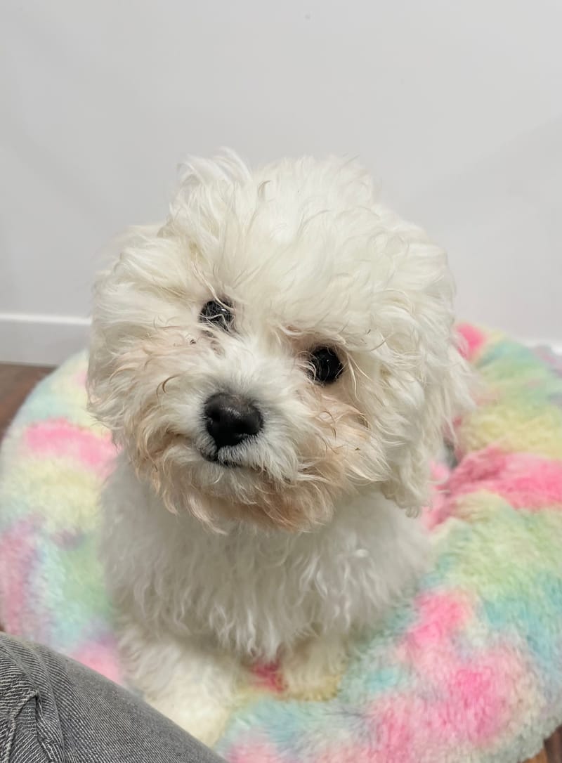 Aldo mâle né le: 01/09/2025 (LOF)