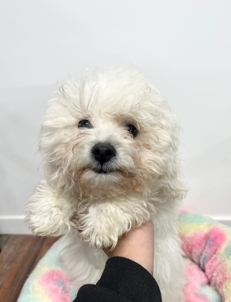 Aldo mâle né le: 01/09/2025 (LOF)