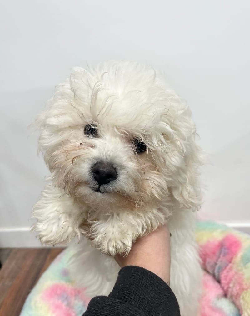 Aldo mâle né le: 01/09/2025 (LOF)