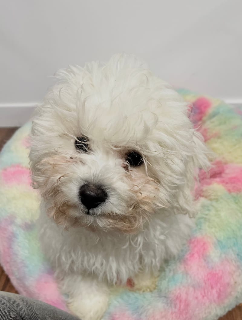 Aldo mâle né le: 01/09/2025 (LOF)