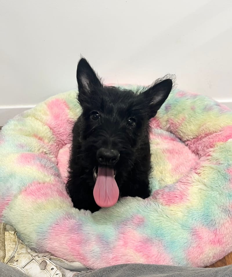 Aaron mâle né le: 29/09/2025 Parents LOF)