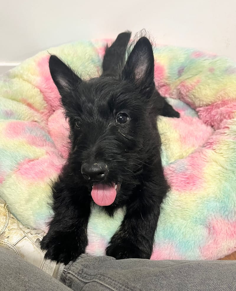 Aaron mâle né le: 29/09/2025 Parents LOF)