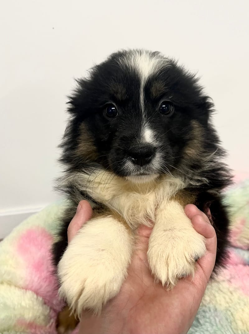 Ahora femelle née le:08/11/2025  (Parents LOF)