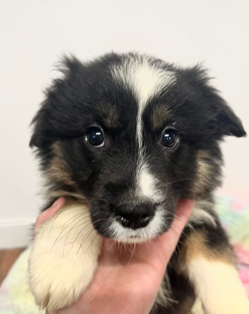 Ahora femelle née le:08/11/2025  (Parents LOF)