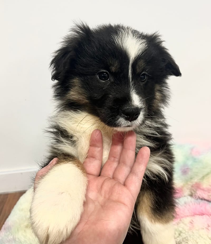 Ahora femelle née le:08/11/2025  (Parents LOF)