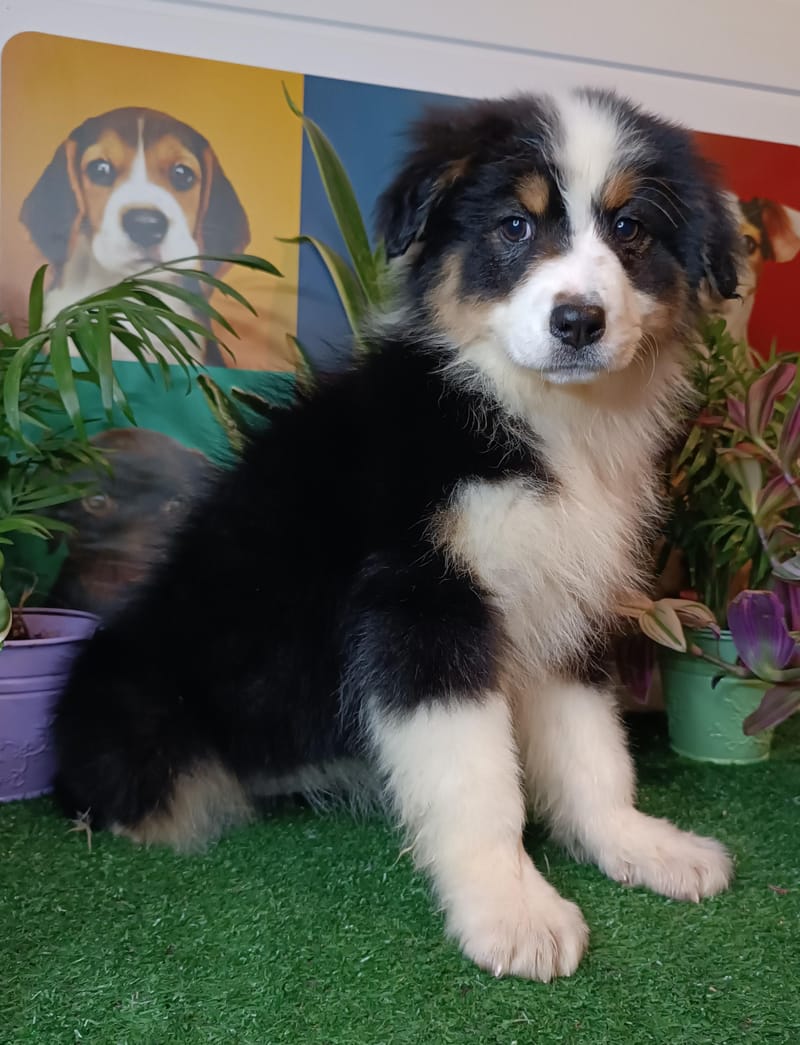 AMARILLA, femelle née le 29/10/2025 non Lof, (parents LOF)