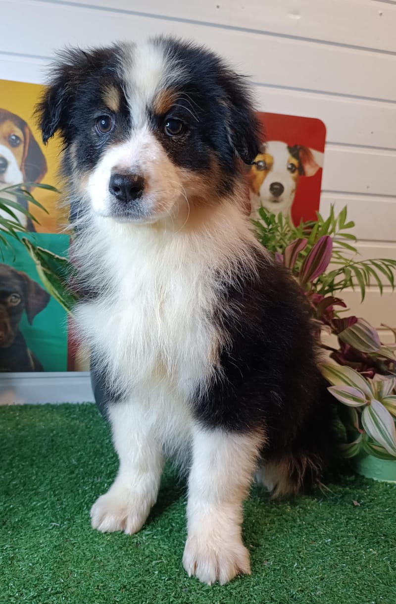 AMARILLA, femelle née le 29/10/2025 non Lof, (parents LOF)