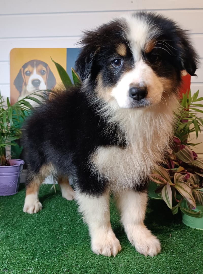 AMARILLA, femelle née le 29/10/2025 non Lof, (parents LOF)