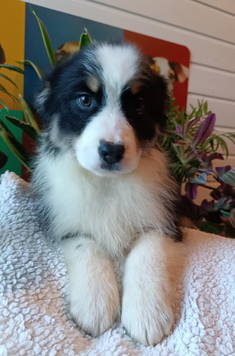 AGORA,femelle née le 29/10/2025, non Lof (parents LOF) 