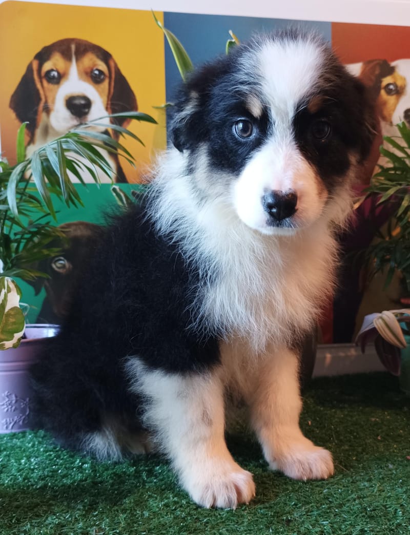 AGORA,femelle née le 29/10/2025, non Lof (parents LOF) 