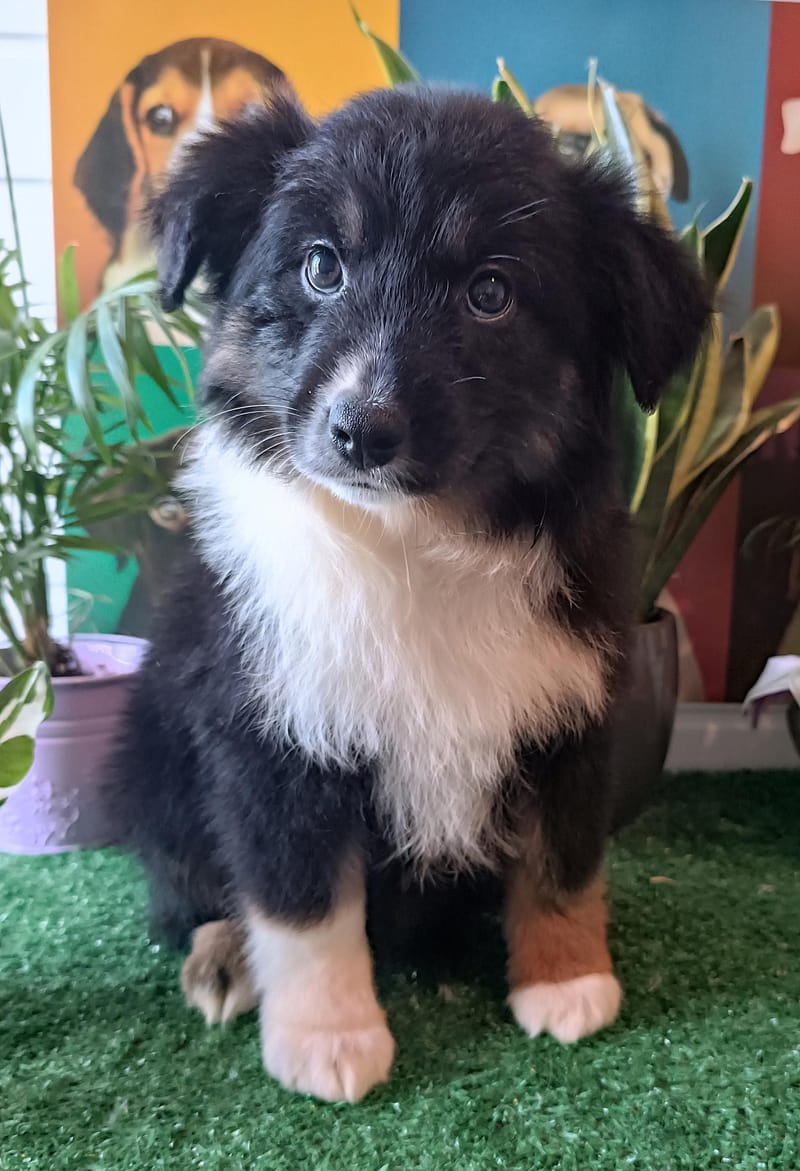 AZIA, femelle née le 08/11/2025 non Lof (parents LOF)