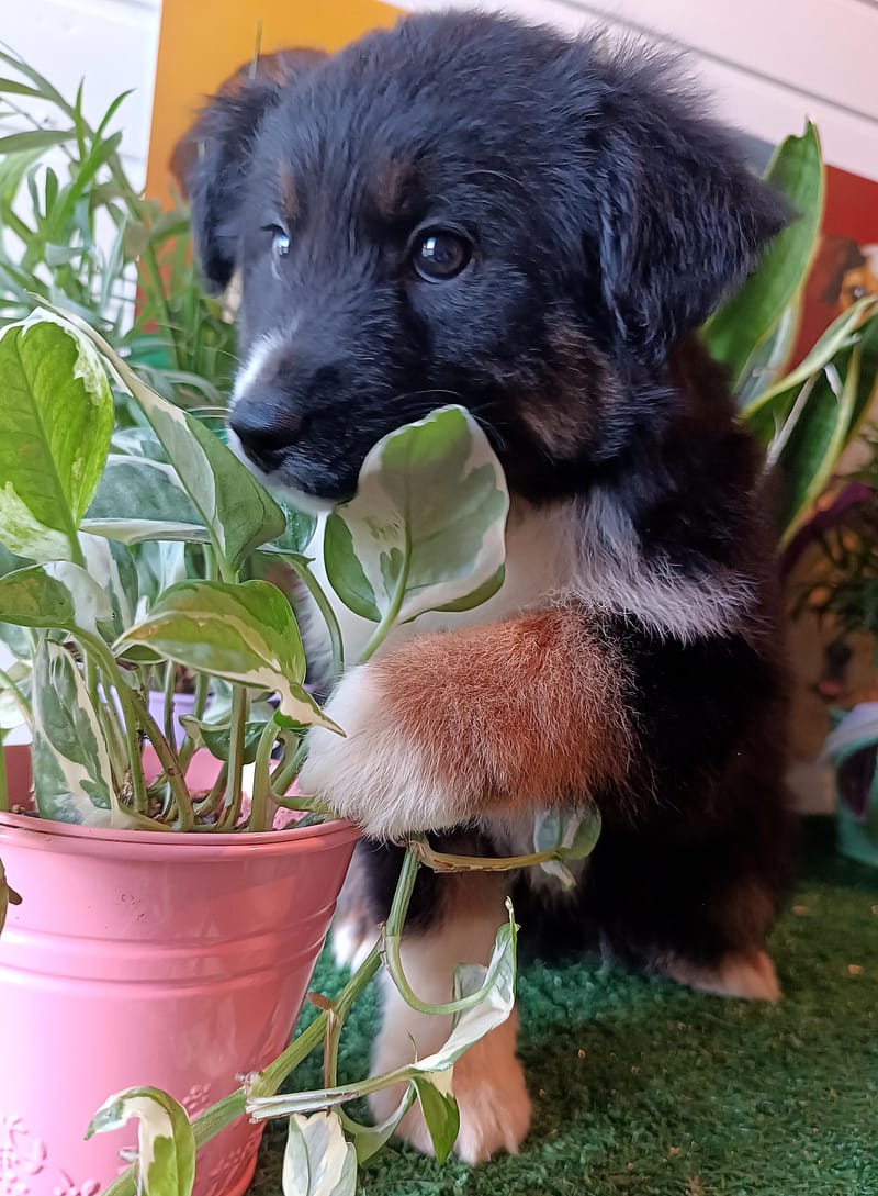 AZIA, femelle née le 08/11/2025 non Lof (parents LOF)