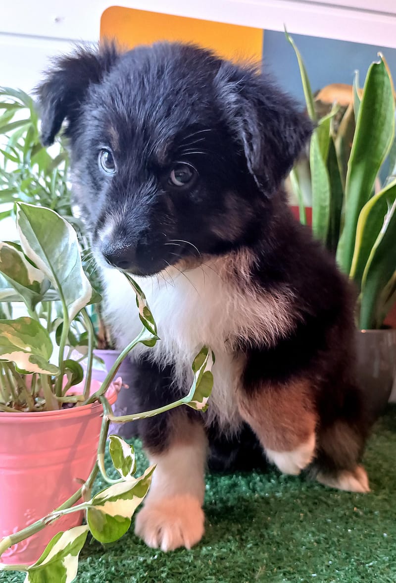 AZIA, femelle née le 08/11/2025 non Lof (parents LOF)