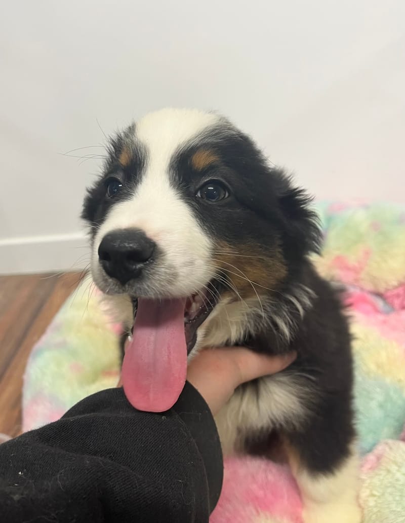 Aldo mâle né le: 08/11/2025 (Parents LOF)