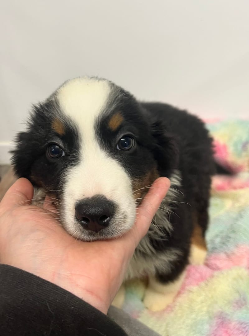 Aldo mâle né le: 08/11/2025 (Parents LOF)