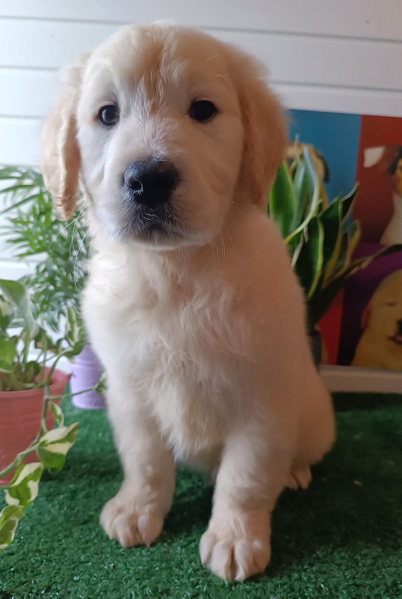 AZOT,mâle né le 02/11/2025 non Lof (parents LOF)