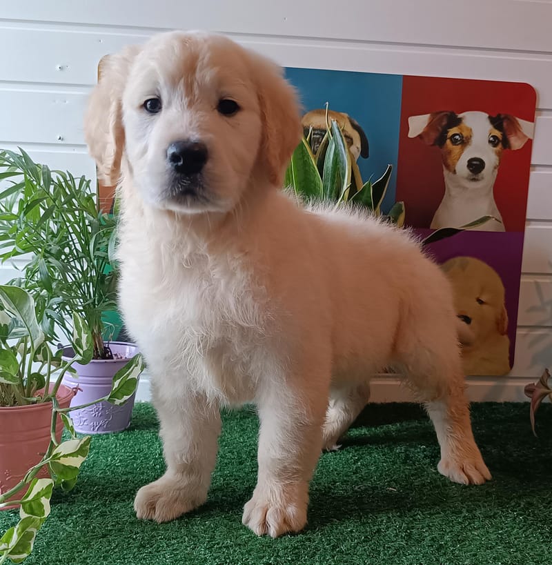 AZOT,mâle né le 02/11/2025 non Lof (parents LOF)