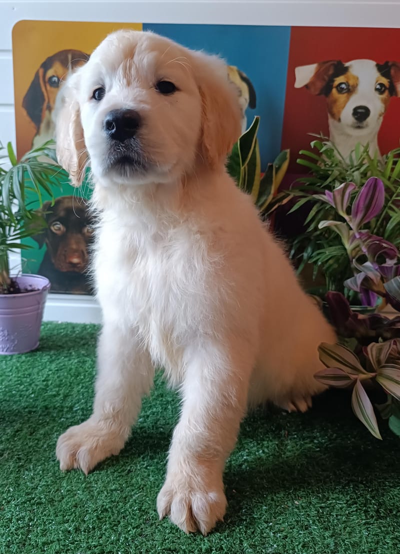 AZOT,mâle né le 02/11/2025 non Lof (parents LOF)