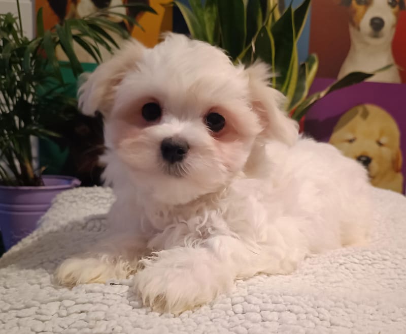 ALESIA, femelle née le 29/10/2025 LOF