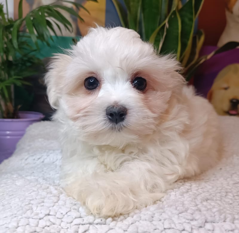 ALESIA, femelle née le 29/10/2025 LOF