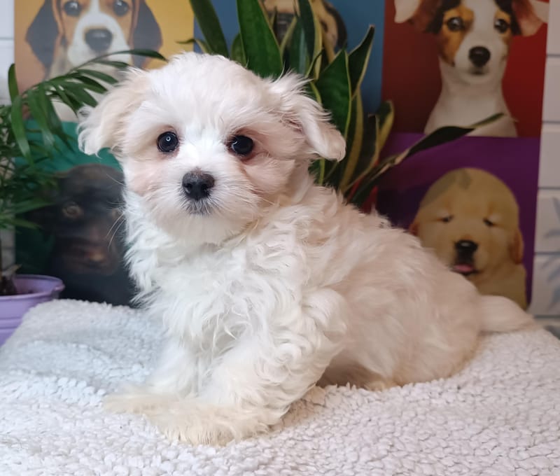 ALESIA, femelle née le 29/10/2025 LOF