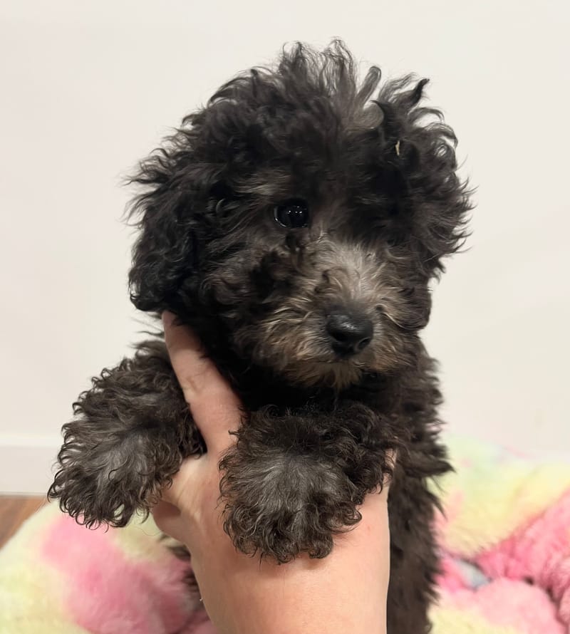 Akua femelle née le: 29/10/2025  (Parents LOF)