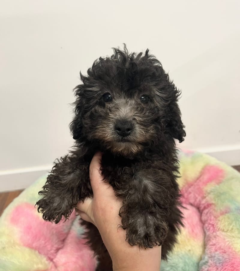 Akua femelle née le: 29/10/2025  (Parents LOF)