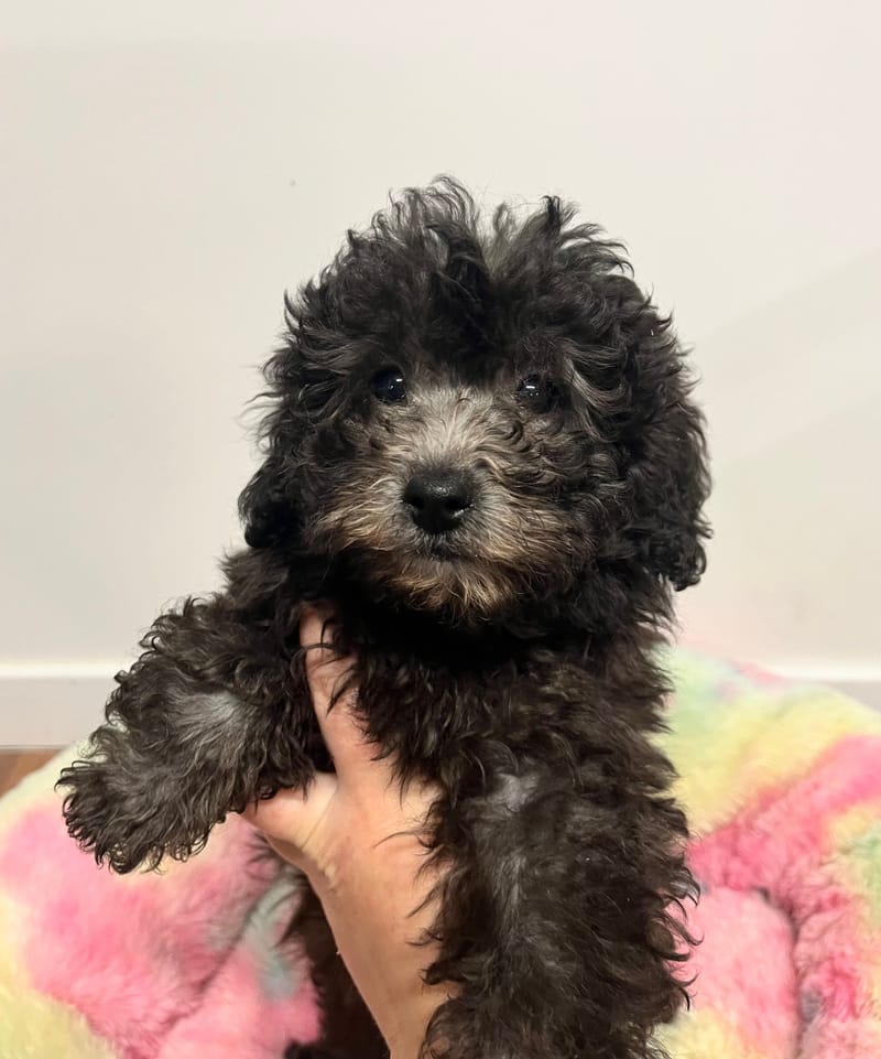 Akua femelle née le: 29/10/2025  (Parents LOF)