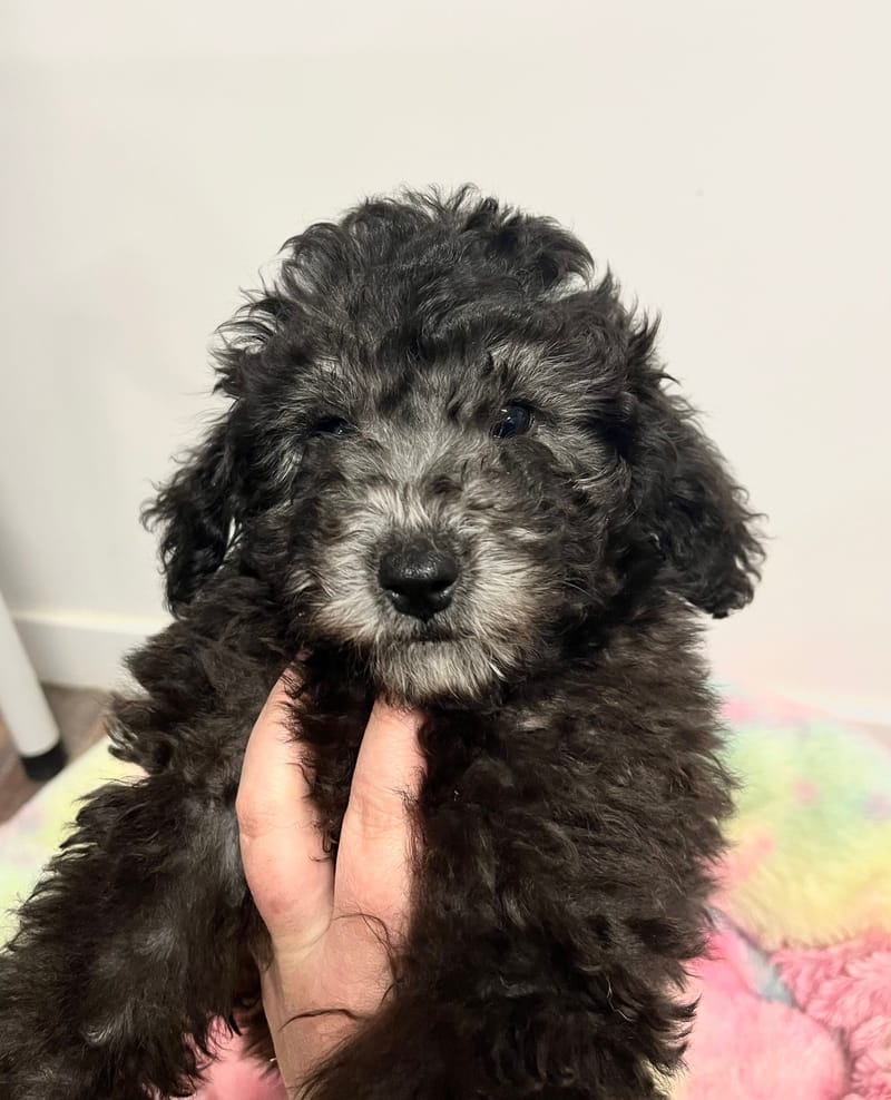 Andrew mâle né le:29/10/2025  (Parents LOF)