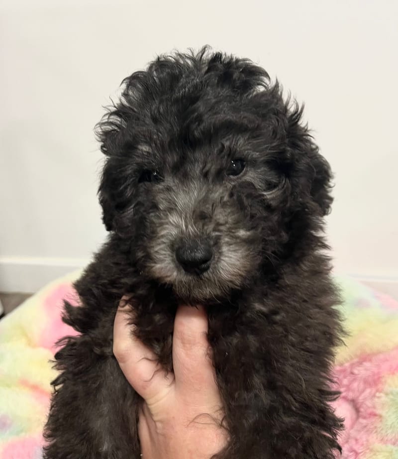 Andrew mâle né le:29/10/2025  (Parents LOF)