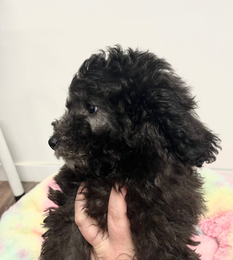 Andrew mâle né le:29/10/2025  (Parents LOF)