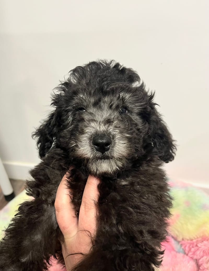 Andrew mâle né le:29/10/2025  (Parents LOF)