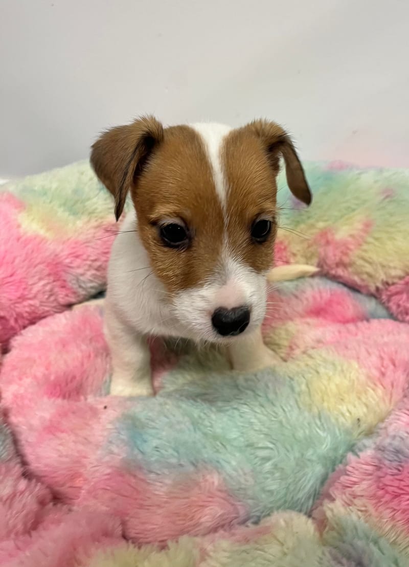 Anita femelle née le:02/11/2025 ( LOF)