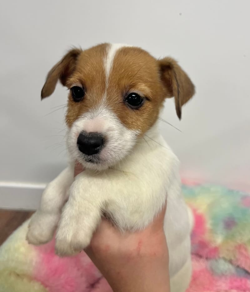 Anita femelle née le:02/11/2025 ( LOF)