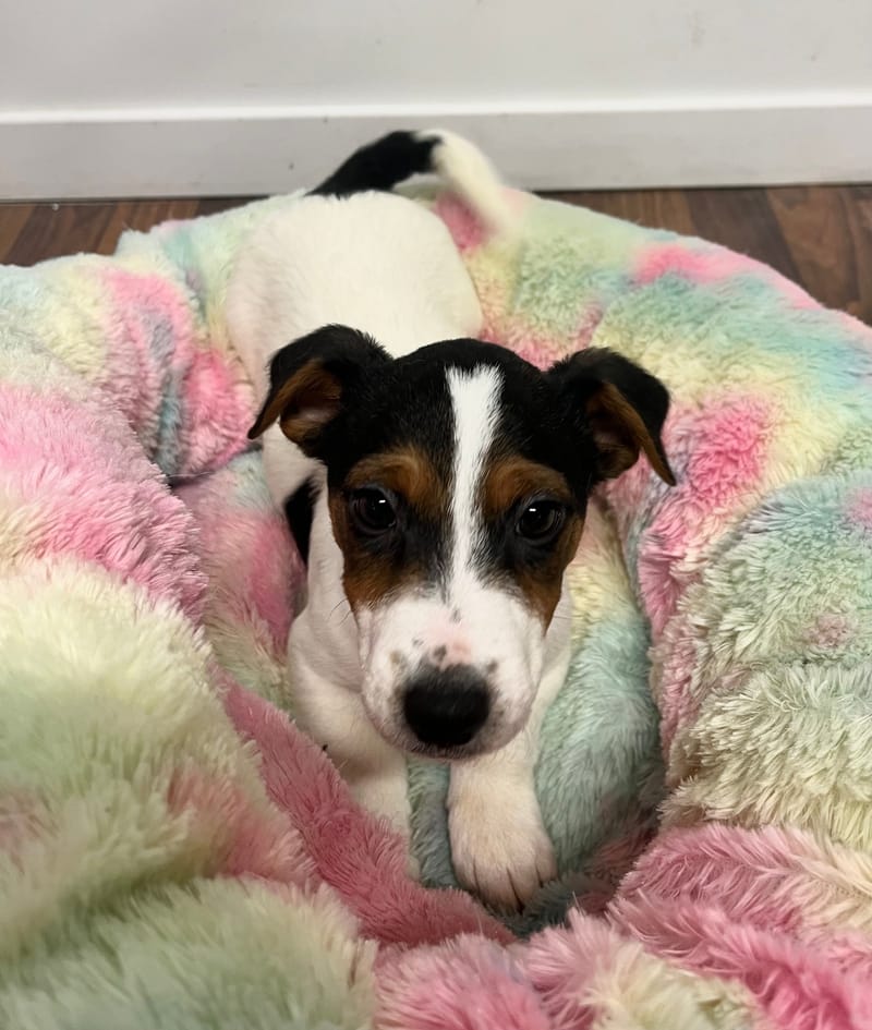 Aston mâle né le : 18/10/2025 (LOF)