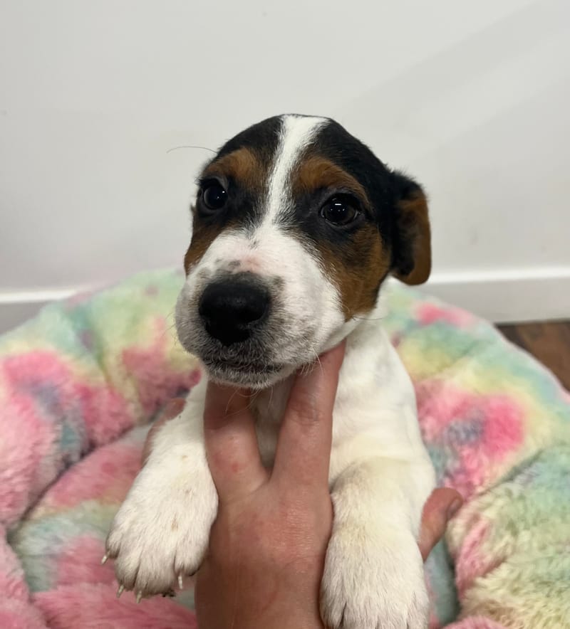 Aston mâle né le : 18/10/2025 (LOF)