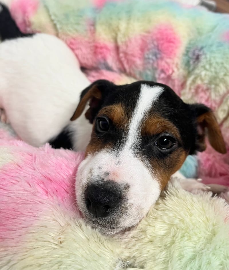 Aston mâle né le : 18/10/2025 (LOF)