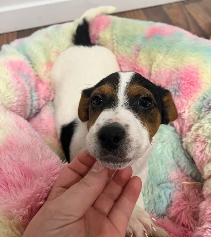 Aston mâle né le : 18/10/2025 (LOF)