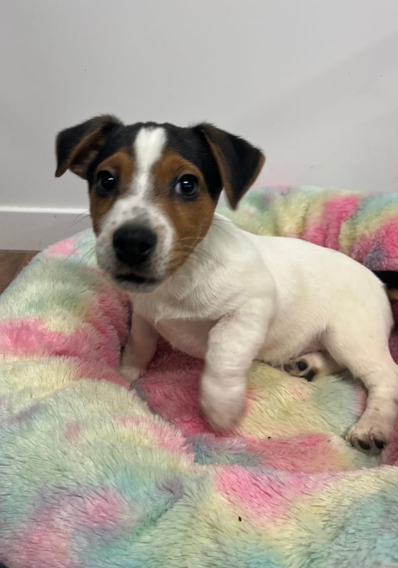 Anto mâle né le: 18/10/2025 (LOF)