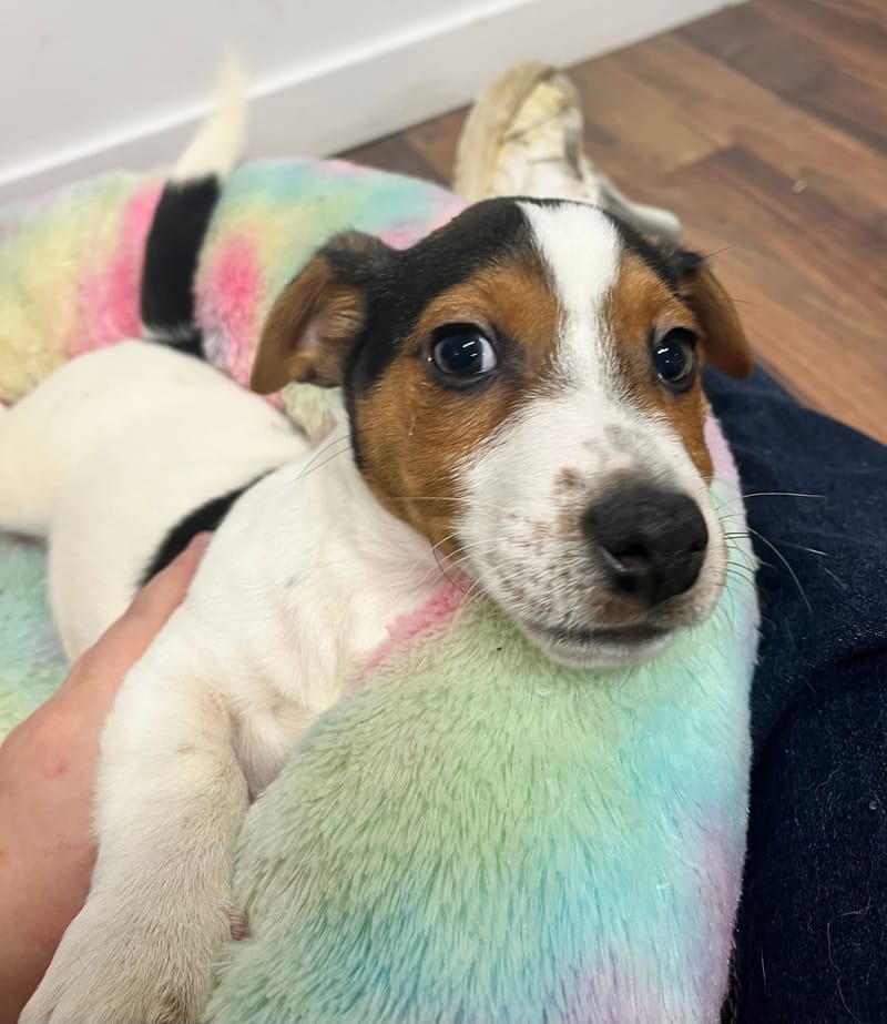 Anto mâle né le: 18/10/2025 (LOF)