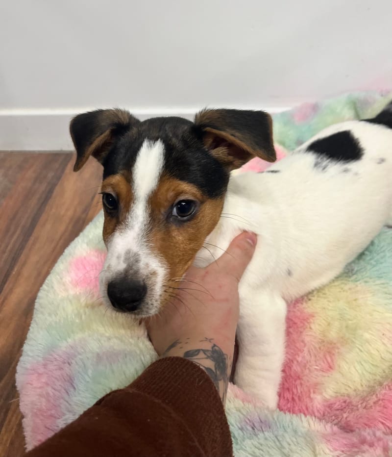 Anto mâle né le: 18/10/2025 (LOF)