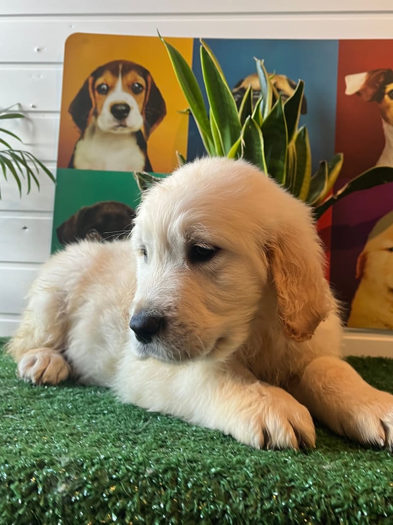 ANTY, mâle né le 08/11/2025 non Lof (parents LOF)