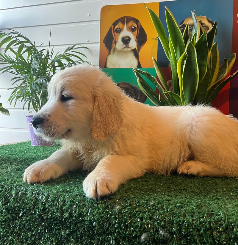 ALDO, mâle né le 08/11/2025 non Lof (parents LOF)