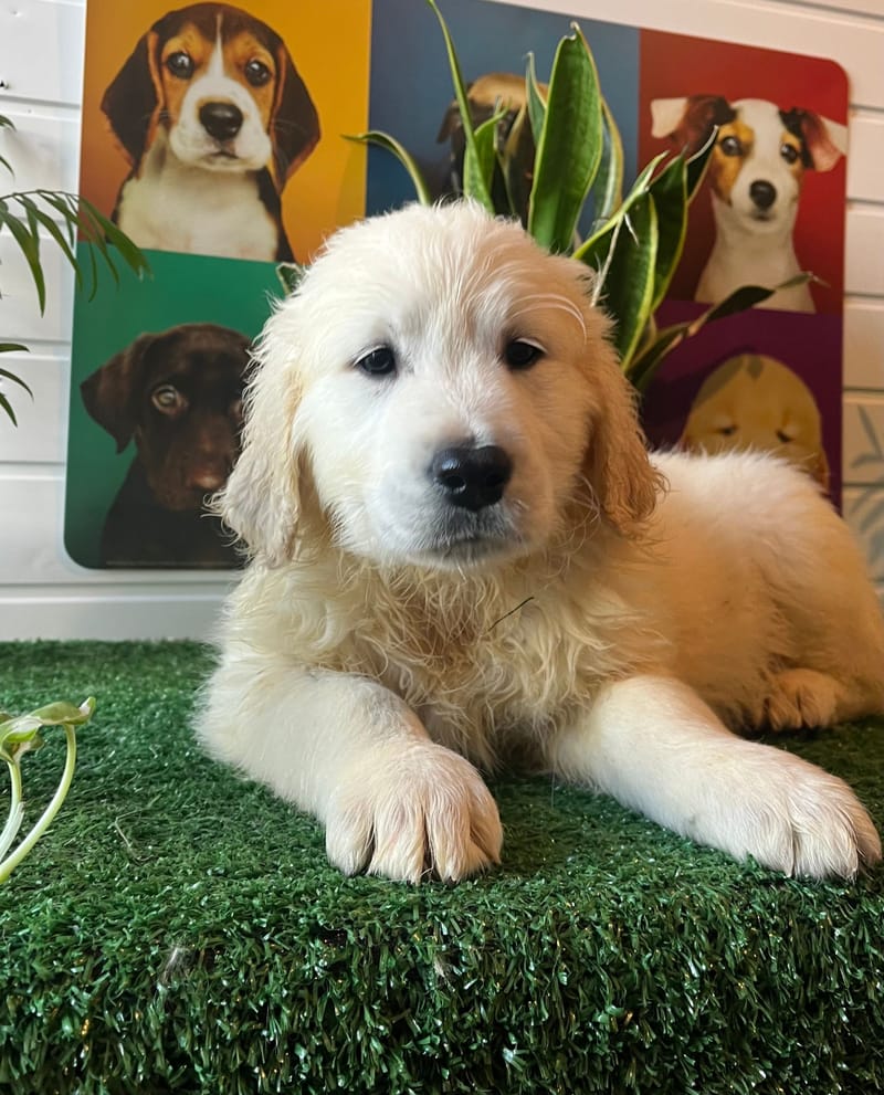 ALDO, mâle né le 08/11/2025 non Lof (parents LOF)