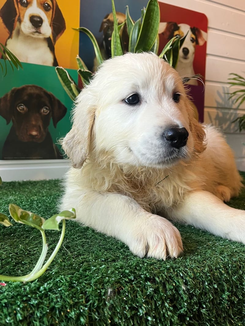 ALDO, mâle né le 08/11/2025 non Lof (parents LOF)