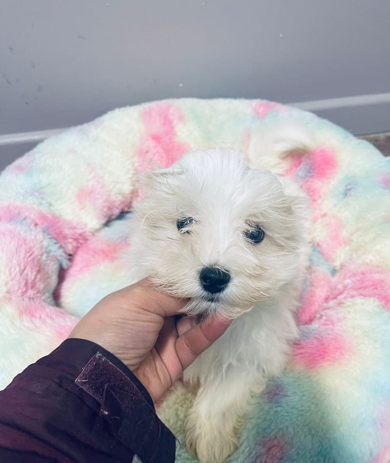 Aztek mâle né le: 29/10/2025 ( LOF)