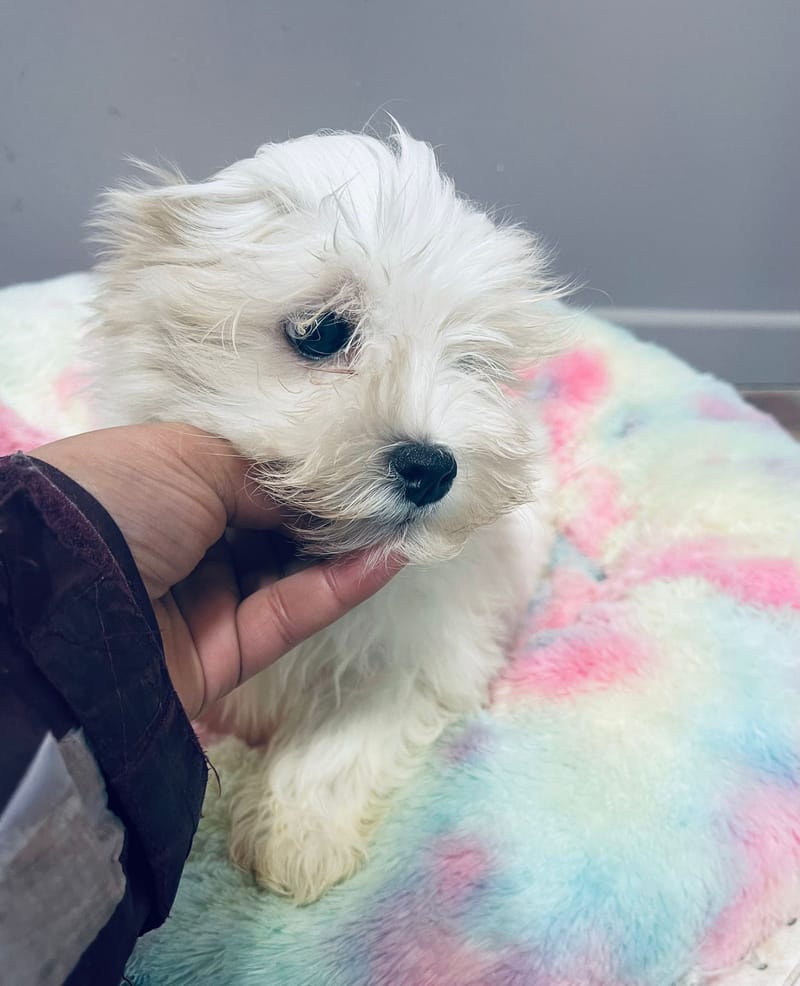 Aztek mâle né le: 29/10/2025 ( LOF)