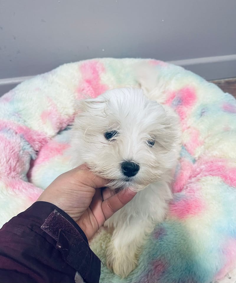 Aztek mâle né le: 29/10/2025 ( LOF)